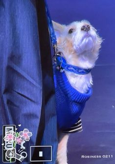 a small white dog wearing a blue sweater and tie with its head sticking out from behind a man's back