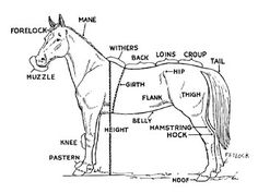 the parts of a horse that are labeled