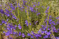 some purple flowers are growing in the grass