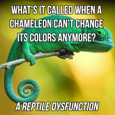 a green chamelon sitting on top of a branch with the caption, what's it called when a chamelon can't change its colors anymoree?