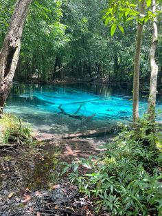 a blue pool in the middle of a forest filled with lots of green plants and trees