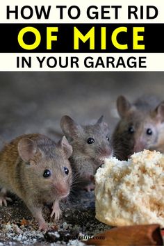 three mice eating something off the ground with text overlay that reads how to get rid of mice in your garage