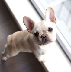 a small dog standing next to a window with the caption french bulldog if you want a friend in washington, get a dog - harry truman