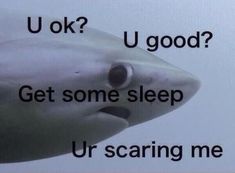 a shark with its mouth open and the words u ok? u good? get some sleep ur scaring me