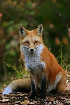 a red fox sitting on the ground in front of trees and leaves looking at the camera