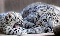 two snow leopards are laying on the floor with their mouths open and one is yawning