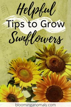 sunflowers with the words helpful tips to grow sunflowers on top of them