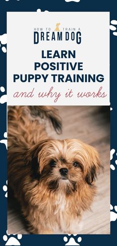 a small dog with the title how to train a dog learn puppy training and why it works