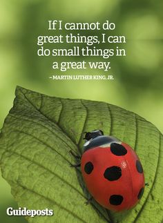 a ladybug sitting on top of a green leaf with a quote above it