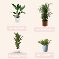 four potted plants are shown in different sizes and colors, with the numbers below them