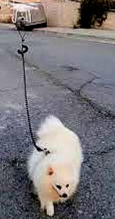 a small white dog tied to a leash