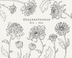 the chrysanthemum flowers and leaves are drawn in black ink on a white background