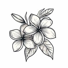 Premium Plumeria Tattoo Files Asian Style Flower Tattoo, Tropical Leg Sleeve Tattoo, Plumeria Tattoo Designs, Front Shoulder Tattoos, Delicate Tattoos For Women, Lily Flower Tattoos