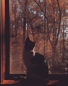 a black and white cat sitting on top of a window sill in front of trees