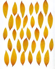 a group of yellow leaves on a white background, with the petals showing in different directions