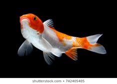 an orange and white fish swimming in the water on a black background with copy space