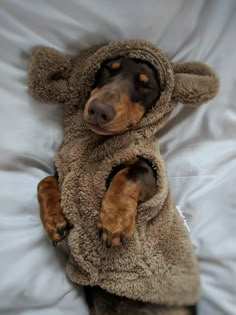 a dog that is laying down on a bed wearing a teddy bear outfit with his paws in the air