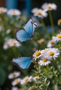 two blue butterflies sitting on top of white flowers