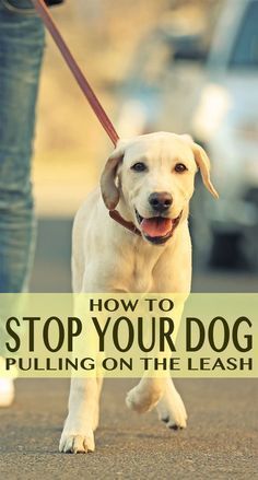 a dog on a leash with the title how to stop your dog pulling on the leash