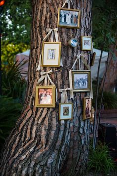 a tree with pictures hanging from it's branches and photos hung on the trunk