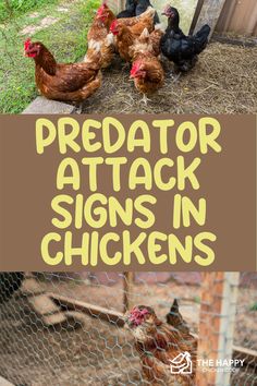 Chicken Predators | The Happy Chicken Coop Predator Proof Chicken Coop, Chicken Hacks, Raising Meat Chickens, Happy Chickens, Hobby Farming, Chicken Care, Chicken Pen