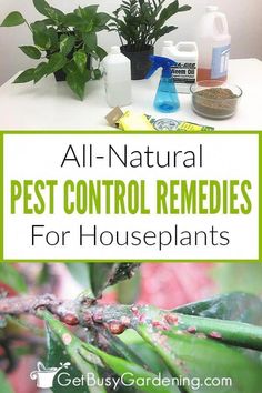 all natural pest control remedies for houseplants