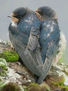 two small birds sitting on top of a mossy rock covered ground with their beaks touching each other