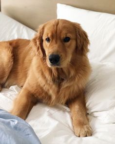 a large brown dog laying on top of a bed