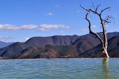 a dead tree sitting in the middle of a body of water with mountains in the background