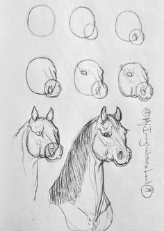 a pencil drawing of horses'heads and their different facial expressions in various stages of development