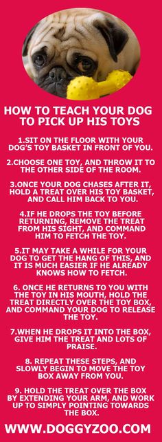 a dog with a toy in its mouth and the words how to teach your dog to pick up his toys