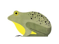 a green frog with black dots on it's body and yellow legs, sitting in front of a white background