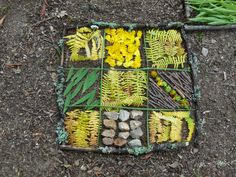 various plants and rocks laid out in a box on the ground next to each other