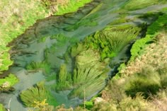 an aerial view of green algae in the water