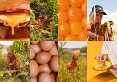 a collage of photos with eggs, chicken and man in the middle holding a yellow frisbee