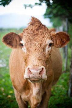 a brown cow standing on top of a lush green field