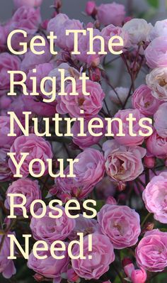 pink flowers with the words get the right nutrits your roses need on it