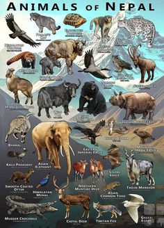 an animal poster with all the different kinds of animals in it's natural habitat