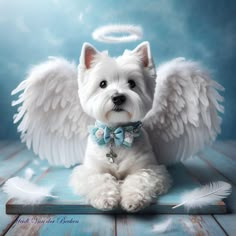 a small white dog with angel wings sitting on a wooden floor and looking at the camera