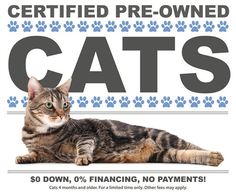 a cat laying on the ground next to a sign that says certified pre - owned cats