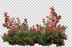 red flowers are growing on the top of a bush, with green leaves and stems