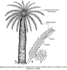 a palm tree is labeled in the diagram above it's name and its roots