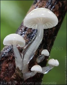 small white mushrooms growing on the side of a tree