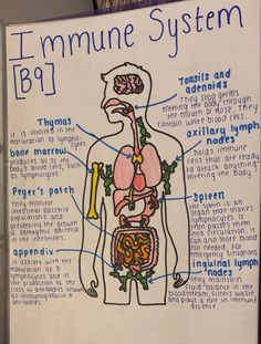 a diagram of the human body with labels on it and words about organ systems in each section