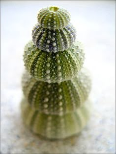 three green and white sea urchins stacked on top of each other in the sand