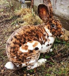 a brown and white rabbit sitting on top of grass next to a wooden fence,