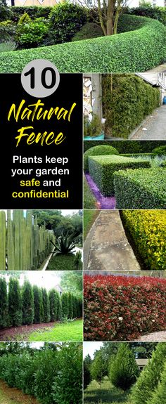 several different types of plants and trees in the garden with text overlay that reads 10 natural fence plans to keep your garden protected