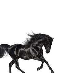 a black horse is galloping through the white background with its tail in the air