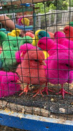 several colorful birds in a cage on the ground