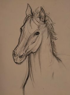 a pencil drawing of a horse's head